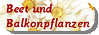 Beet- und Balkonpflanzen