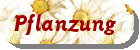 Pflanzung