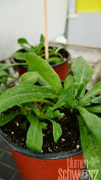 Calendula frisch getopft