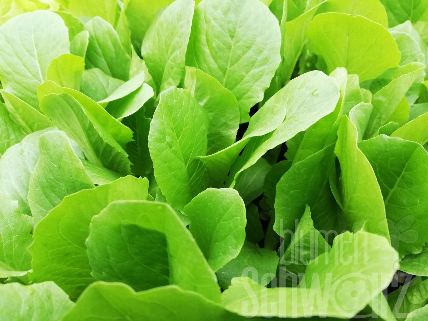 Romanasalat Valmaine, Lactua sativa