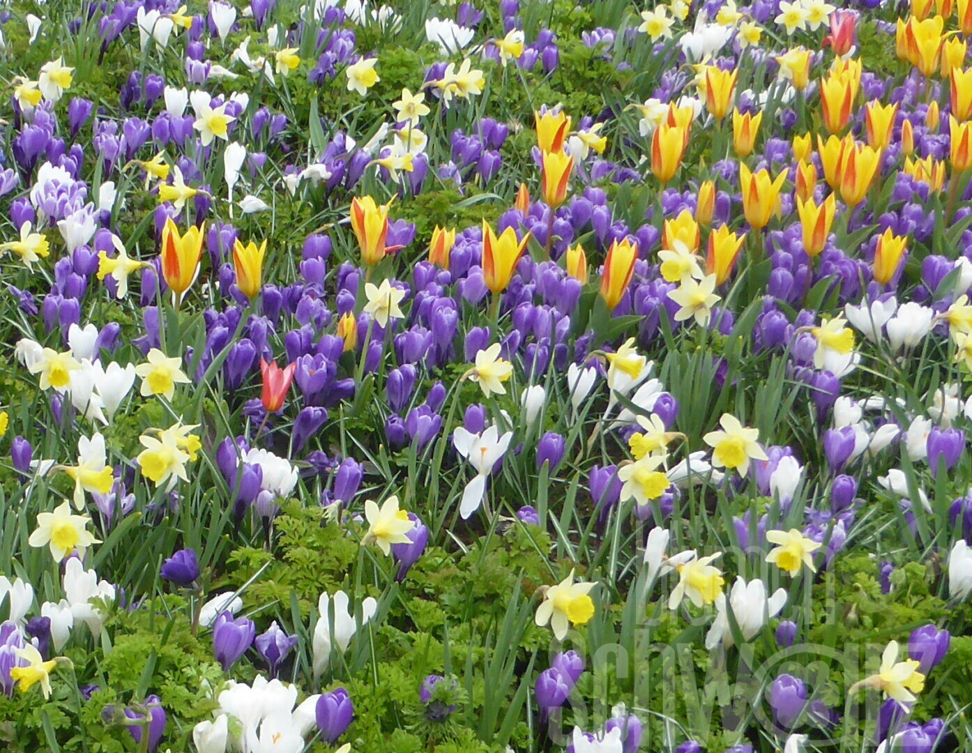 Jetzt pflanzen sonst blüht nix - Blumen Schwarz