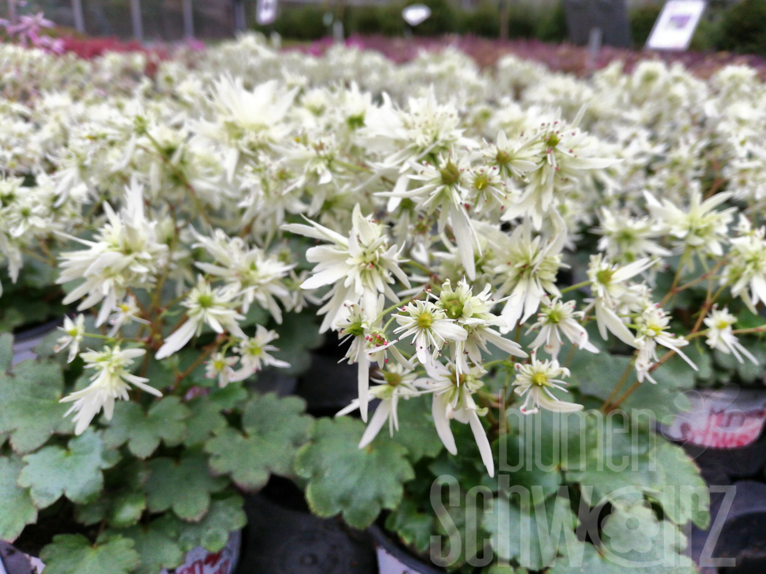 Oktobersteinbrech Saxifraga cortusifolia