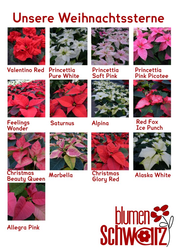 thumbnail of poinsettien