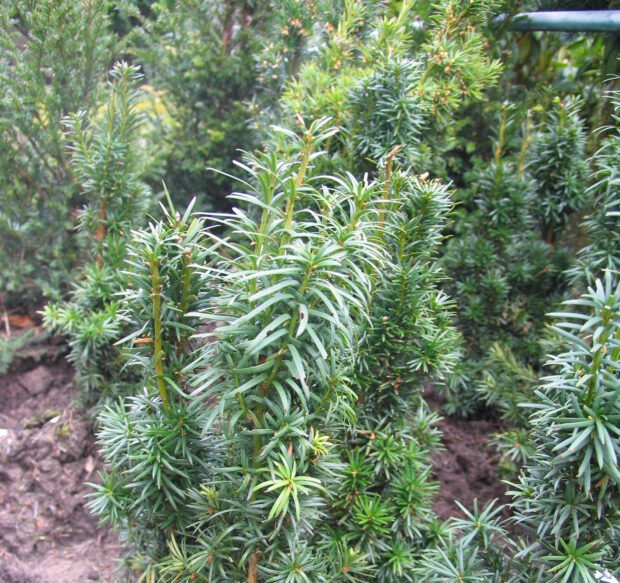 Taxus bac. Fastigiata T17 - Säulen-Eibe