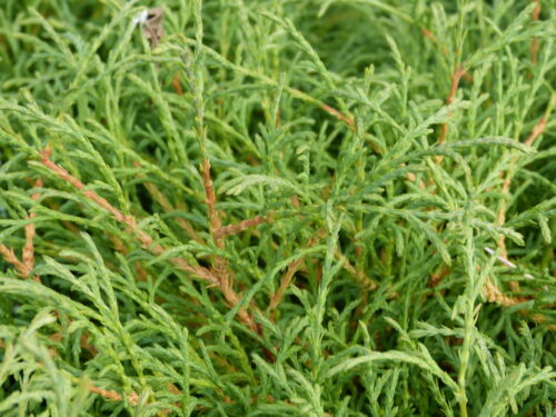 Thuja occ. Mr Bowling Ball T17 - Zwerg-Kugel-Thuja