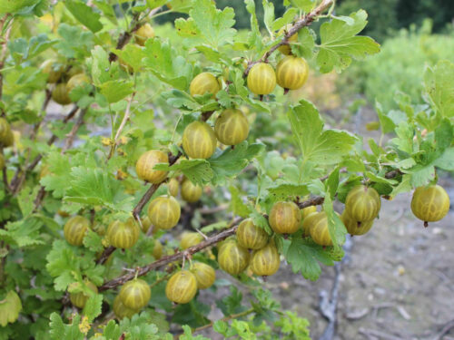 Ribes uva-crispa -Lady Sun- T17 - Dornenarme Gelbe Stachelbeere