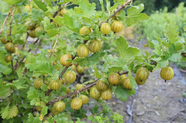 Ribes uva-crispa -Lady Sun- T17 - Dornenarme Gelbe Stachelbeere