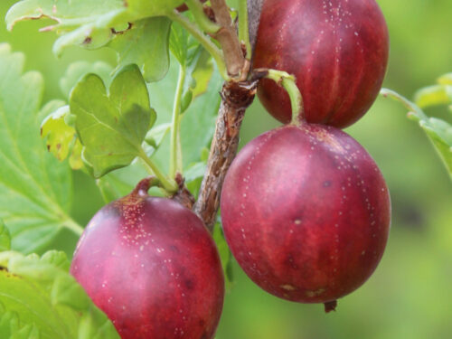 Ribes uva-crispa -Captivator Red- T17 - Dornlose Rote Stachelbeere