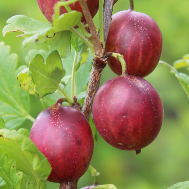 Ribes uva-crispa -Captivator Red- T17 - Dornlose Rote Stachelbeere