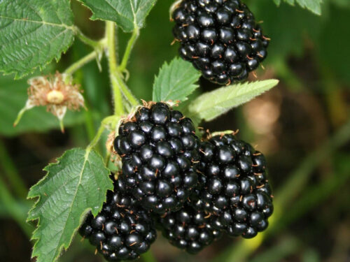 Rubus fruct. -Navaho Sommerlong- T17 - Dornlose langtrangende Brombeere