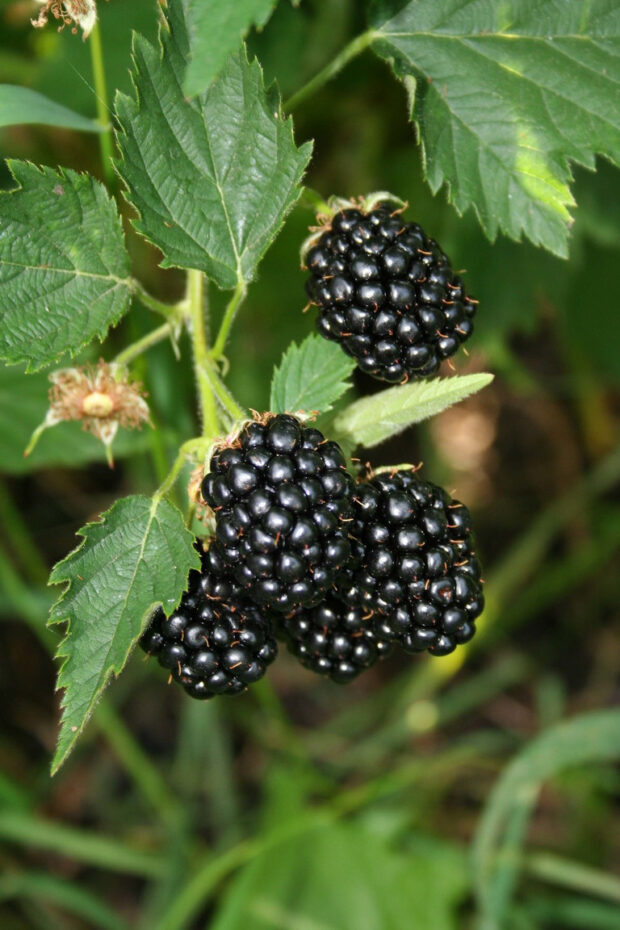 Rubus fruct. -Navaho Sommerlong- T17 - Dornlose langtrangende Brombeere