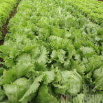 Eissalat Diamantinas RZ Lactuca
