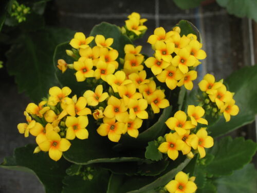 Kalanchoe bloss.,bunte Mischung, ungefüllte Kalanchoe