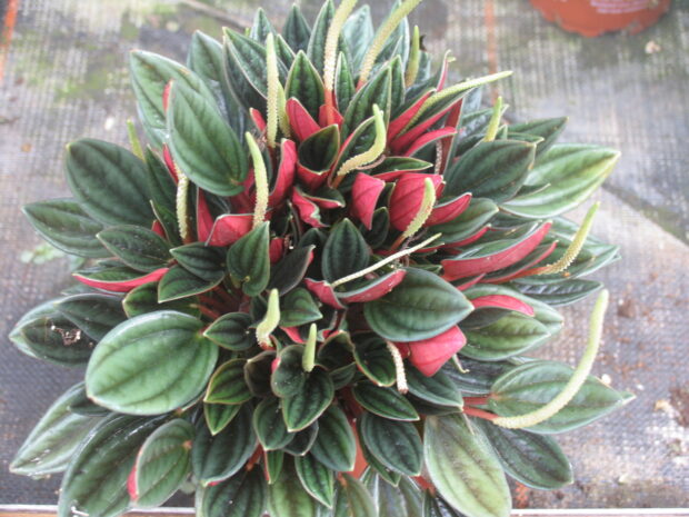 Peperomia caperata Rosso, Zimmerpfeffer