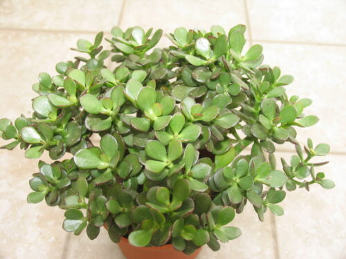 Crassula ovata