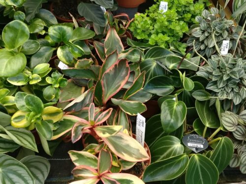 Peperomia in Sorten