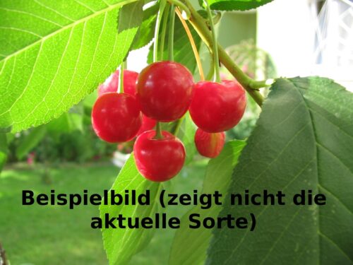 Prunus av. Sylvia, Säulenkirsche