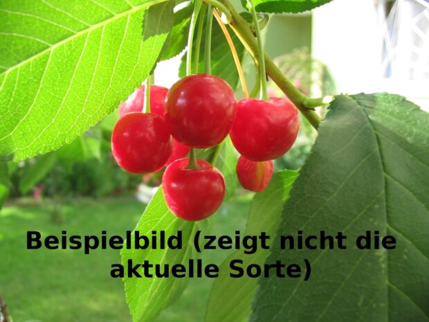 Prunus av. Sylvia, Säulenkirsche