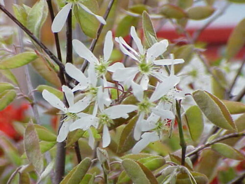 Amelanchier lamarckii, T17, Kupfer-Felsenbirne