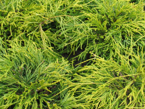 Chamaecyparis pis. Sungold T17 - Gelbe Zwergfadenzypresse