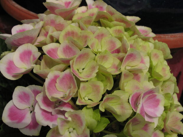 Hydrangea mac. Magical blau