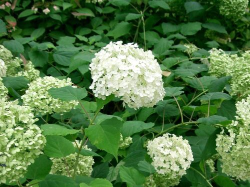 Hydrangea arb. Annabelle T17 - Weiße Ballhortensie