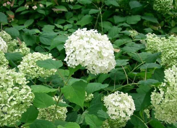 Hydrangea arb. Annabelle T17 - Weiße Ballhortensie