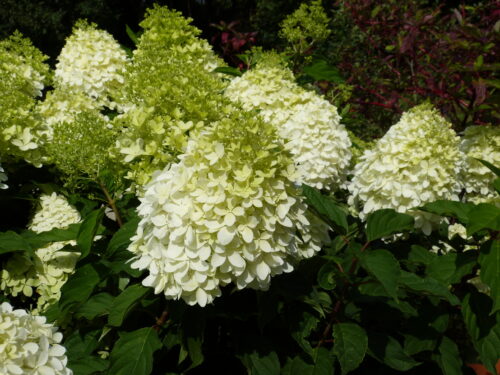 Hydrangea p. Limelight T17 - Rispenhortensie