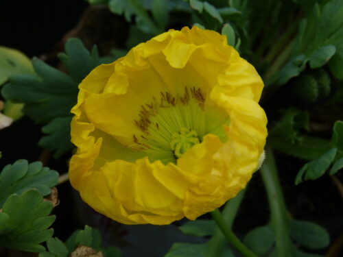 Papaver nudicaule Panama Mix, Islandmohn