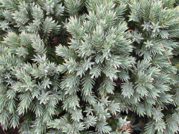Juniperus squamata Blue Star