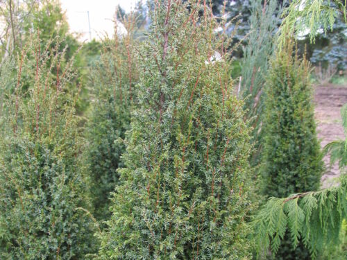 Juniperus com. Suecica T17 - Schwedischer Säulenwacholder