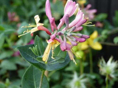 Lonicera heckrottii