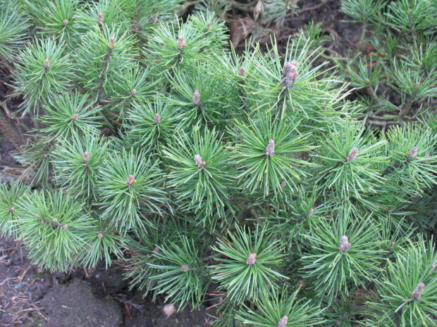 Pinus mugo Mops, Berg-Kiefer
