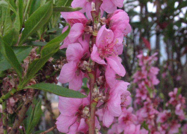 Prunus persica Benedicte, Pfirsich