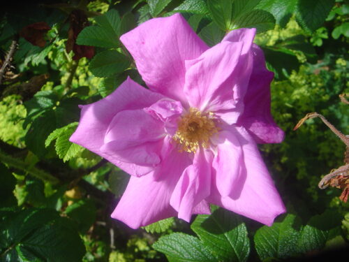 Rosa rugosa, Wildrose, rosa,kleinblättrig14,79