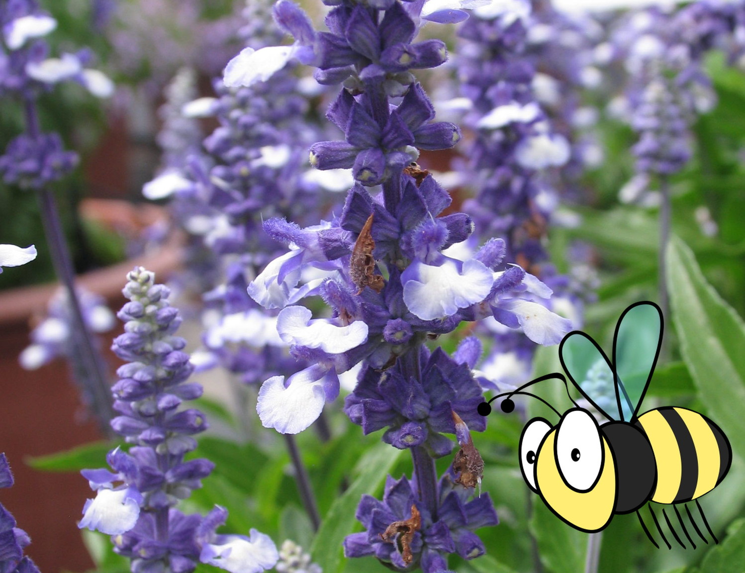 Salvia farinacea "Sallyfun Blue",dunkelblau Blumen Schwarz