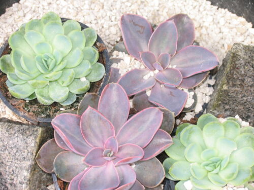 Echeveria i. Sorten