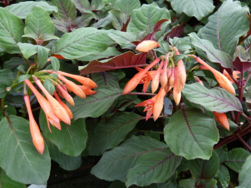 Fuchsia, Korallenfuchsie, Sonnenverträglich