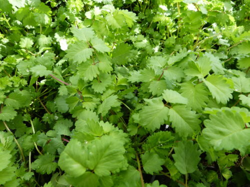 Sanguisorba minor - Pimpinelle