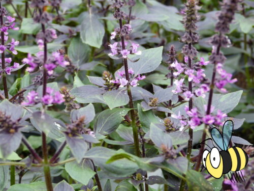 Ocimum Magic Blue, Basilikum