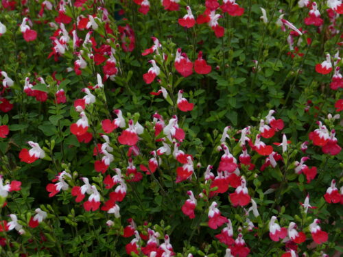Salvia micro. Hot Lips, Frankensalbei