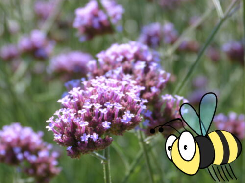 Verbena bon. Purple Tower, Eisenkraut