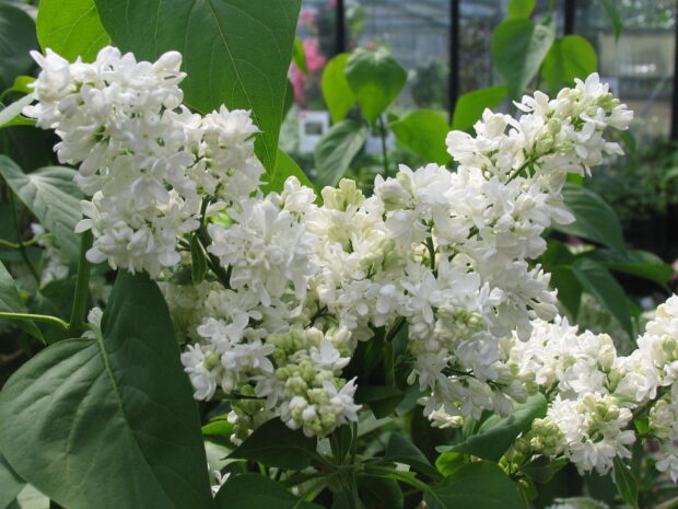 Syringa vulgaris Mme. Lemoine, T17, Weißer Frühlings-Flieder
