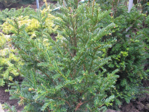 Taxus baccata C5 60-80cm - Heckeneibe
