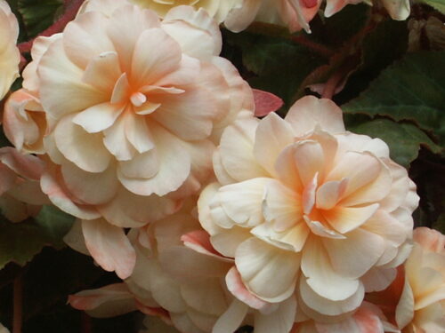 Begonia Buffey
