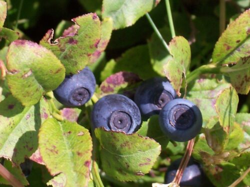 Vaccinium c. Bluecrop - Aroma-Heidelbeere