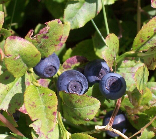 Vaccinium c. Bluecrop - Aroma-Heidelbeere