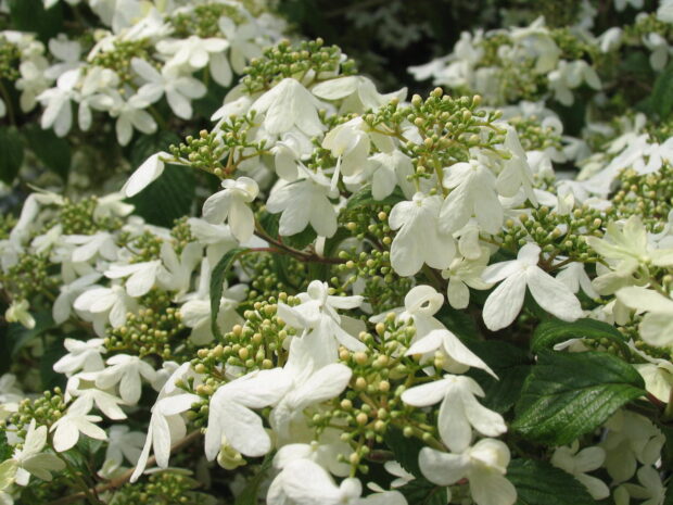 Viburnum plicatum Kilimandjaro, Pyramiden-Schneeball