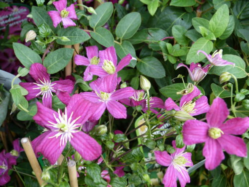 Clematis viticella i.S.