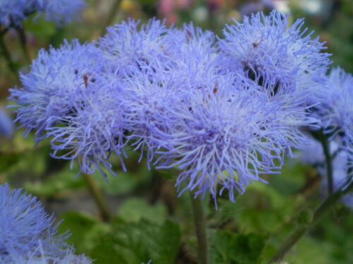 Ageratum, Leberbalsam